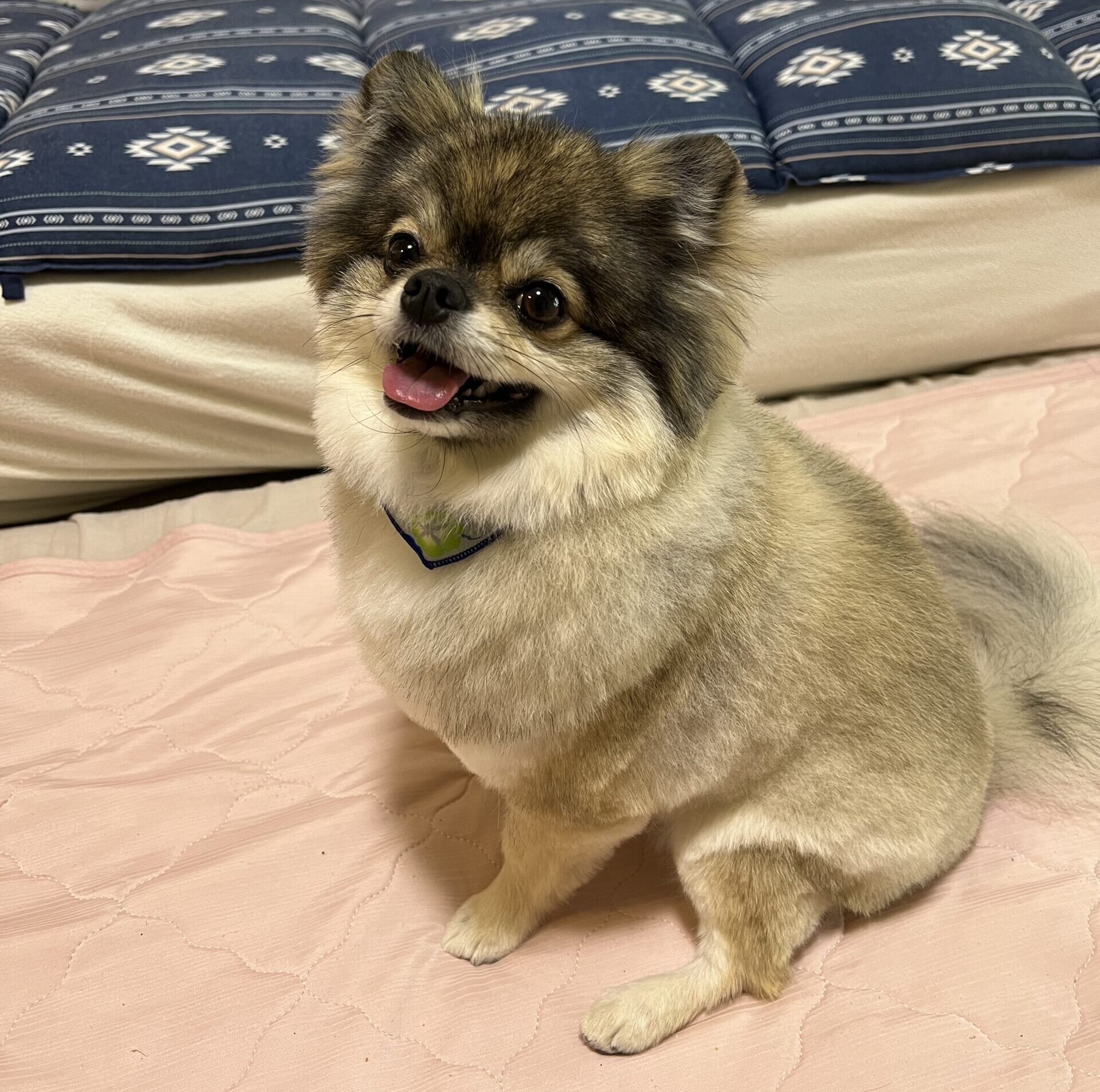 「いいお顔」のポメチワの小型犬