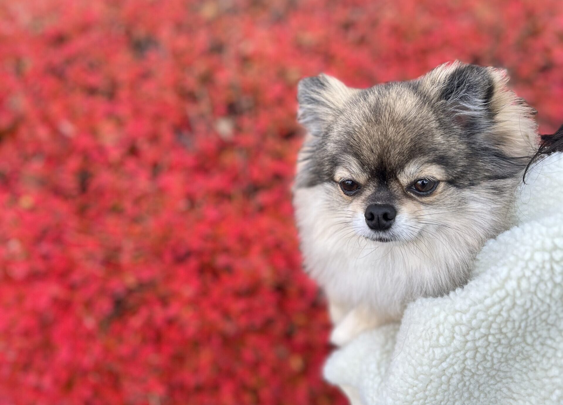 散歩先でポーズするポメチワの小型犬