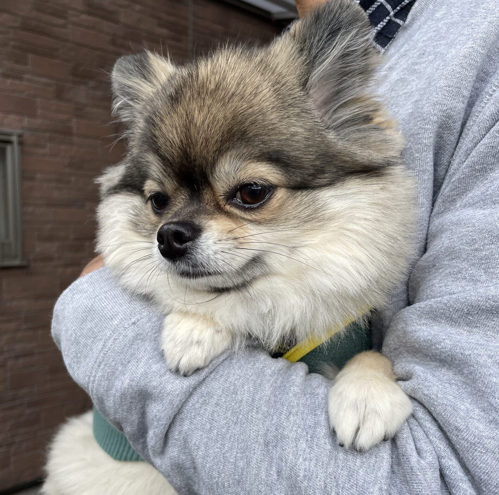 抱っこ大好きなポメチワの小型犬