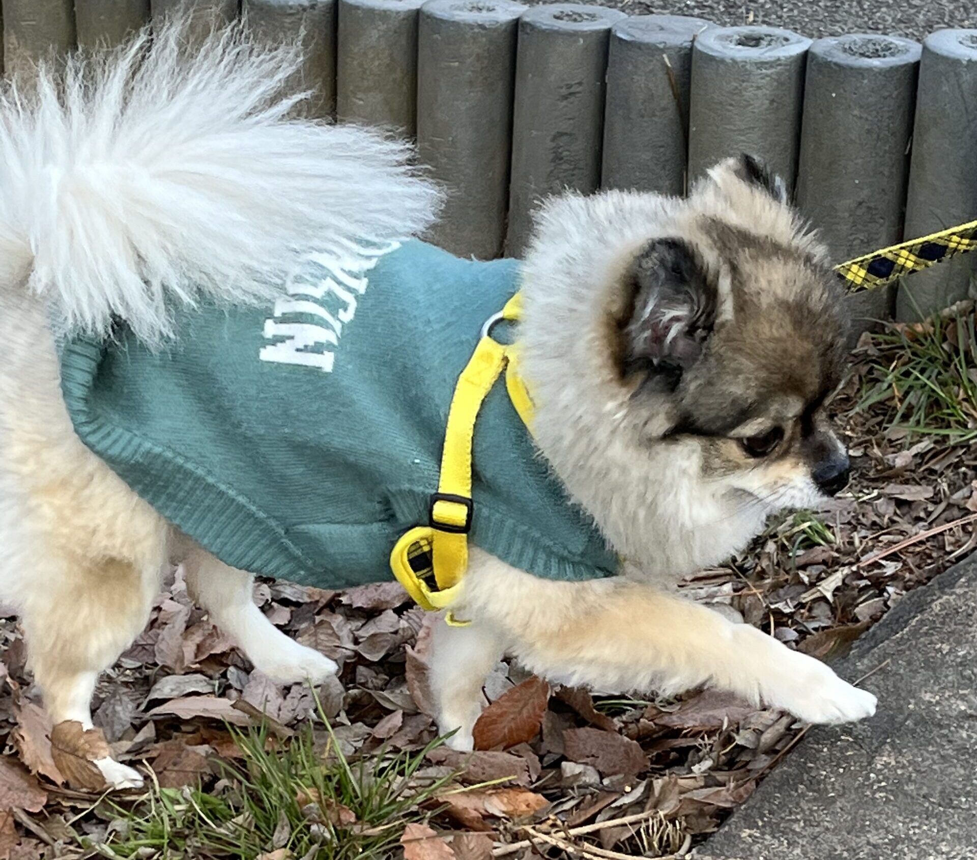 お散歩が楽しいポメチワの小型犬