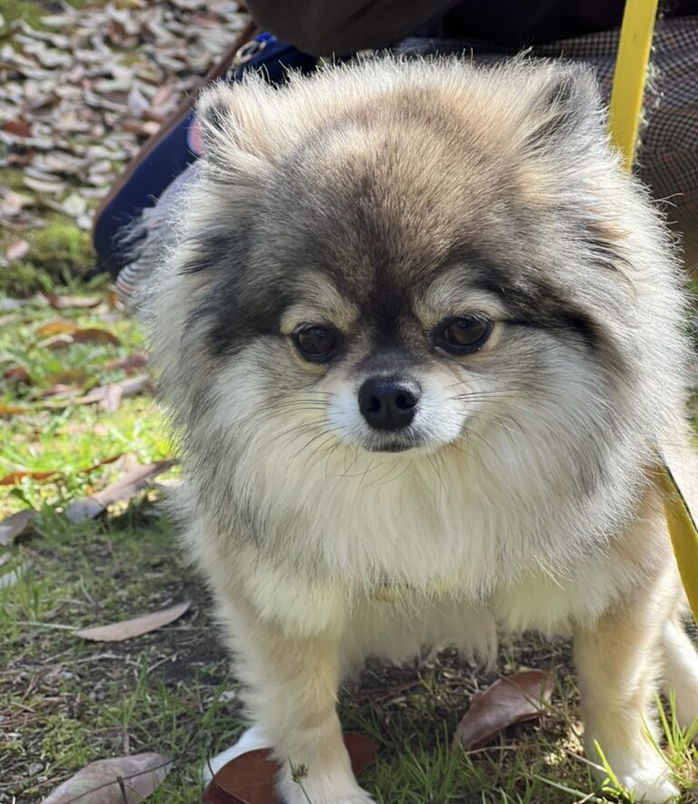 朝からご機嫌なポメチワの小型犬