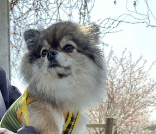 桜を見るポメチワの小型犬