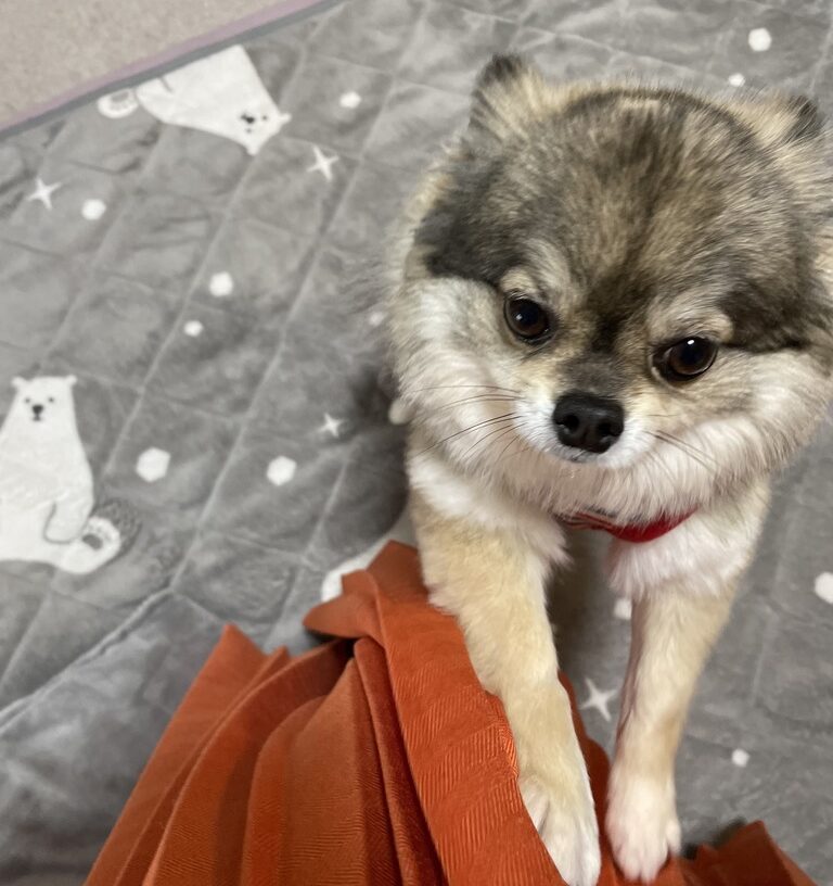 両手でお手するポメチワの小型犬