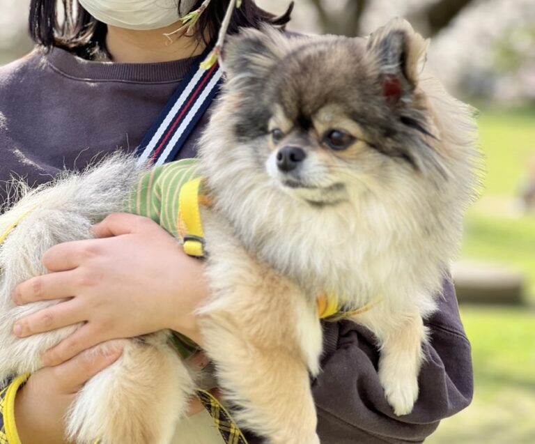 公園で散歩するポメチワの小型犬