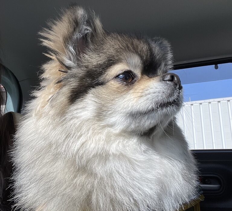 ポメチワの小型犬が待っている