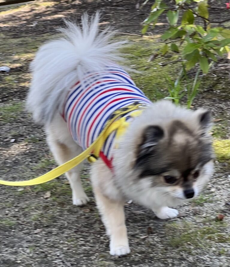 散歩するポメチワの小型犬