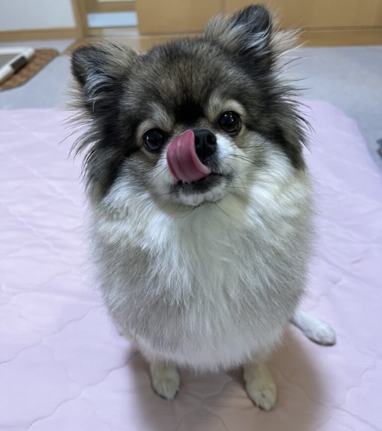 食いしん坊なポメチワの小型犬