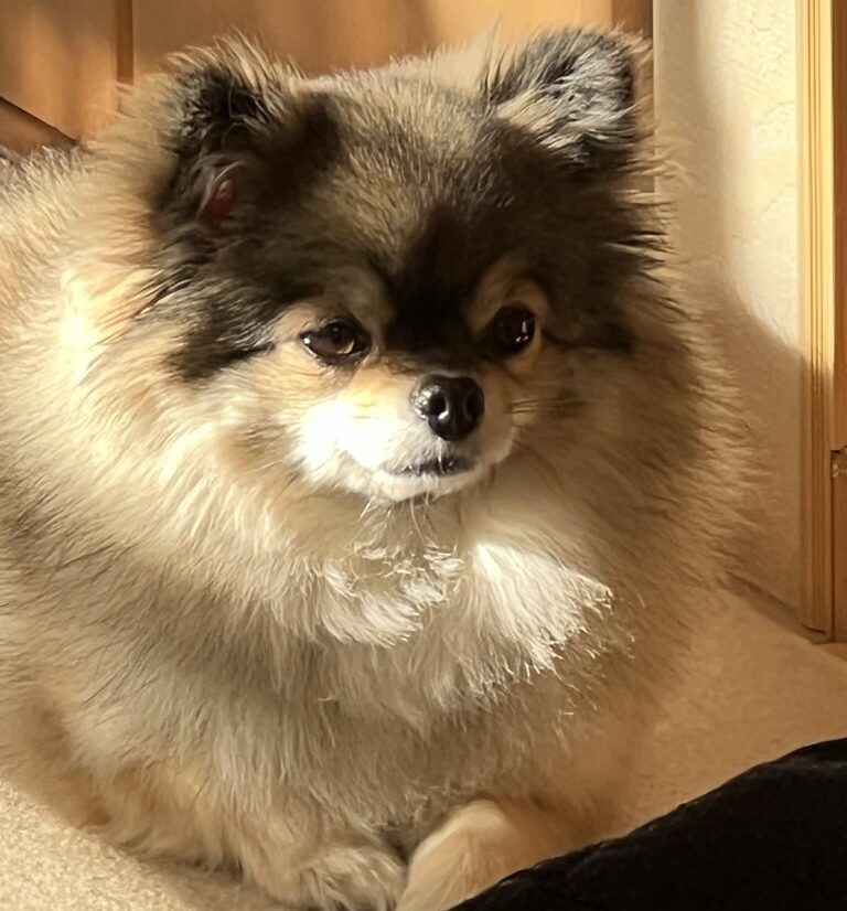 夕日にまどろむポメチワの小型犬