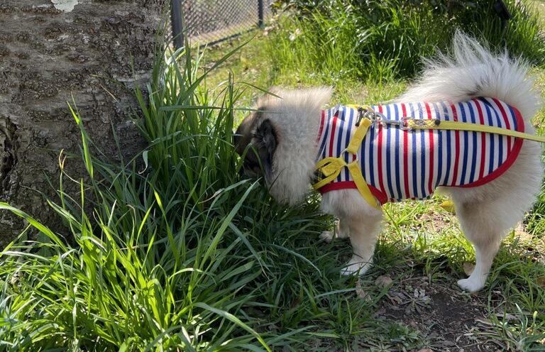 何か臭うポメチワの小型犬