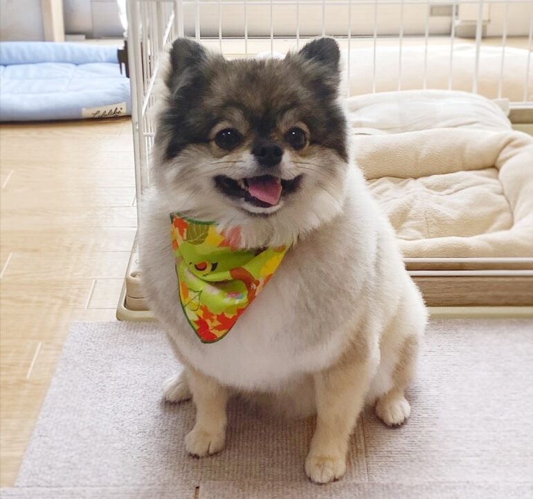 笑顔いっぱいのポメチワの小型犬