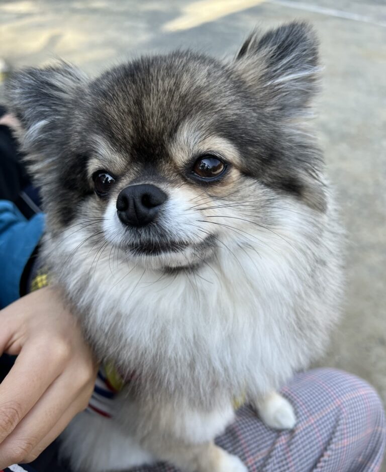 リラックスモードのポメチワの小型犬