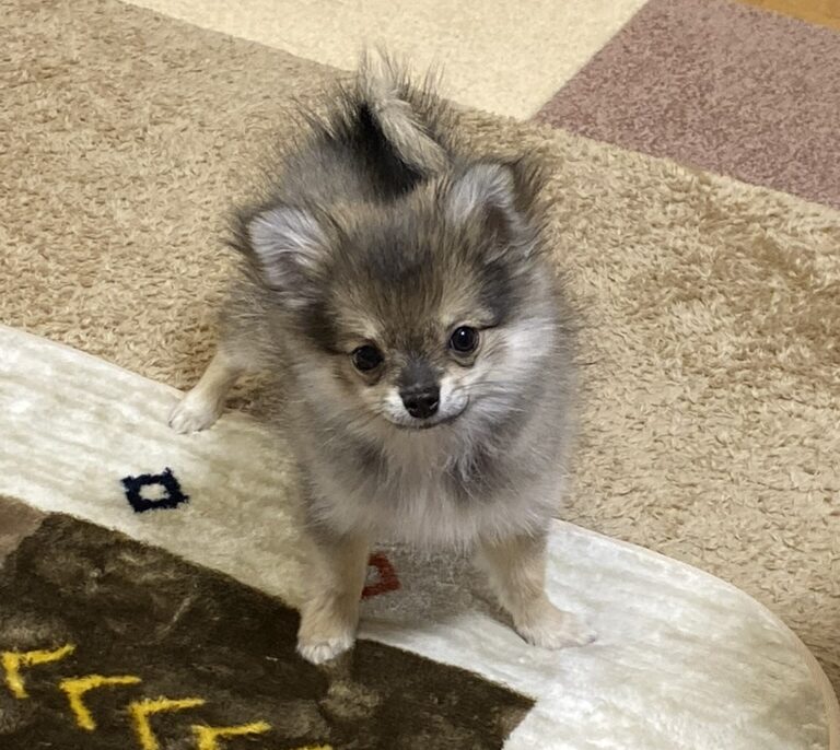 猿期を迎えたポメチワの子犬