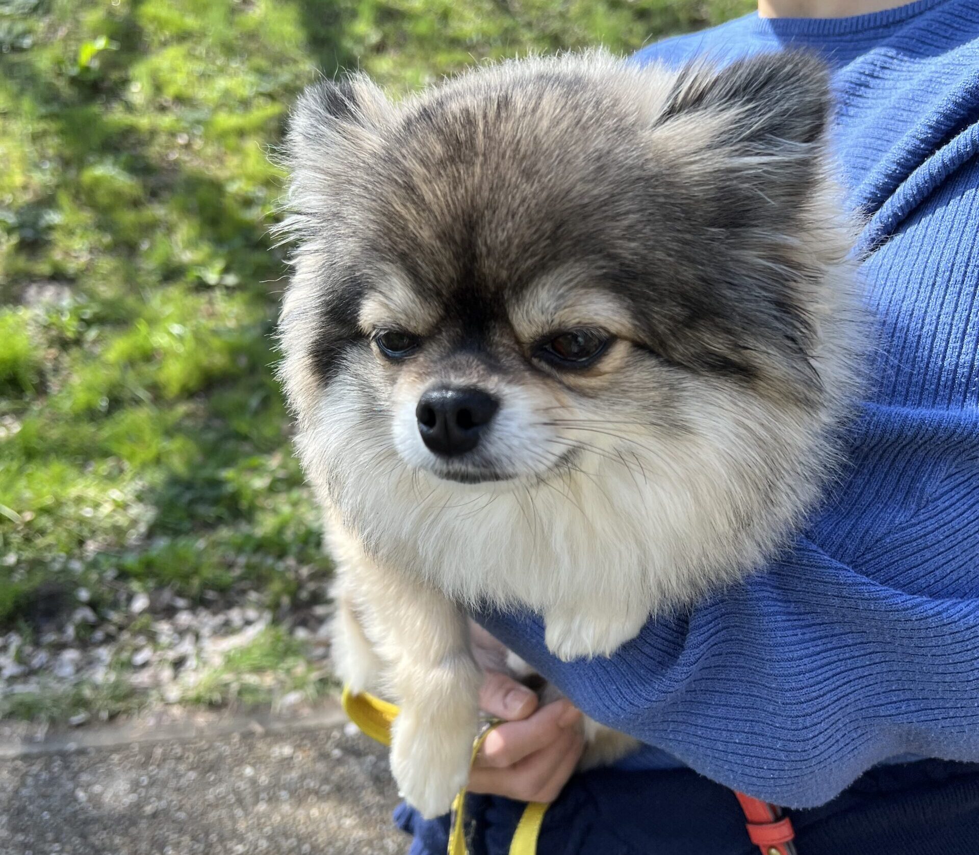 小型犬を抱く保健師