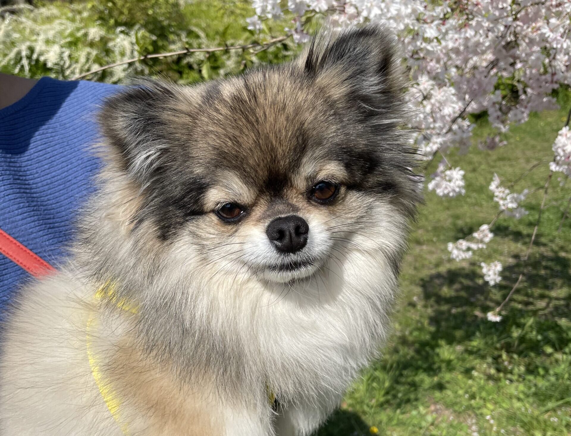 春眠の中のポメチワの小型犬