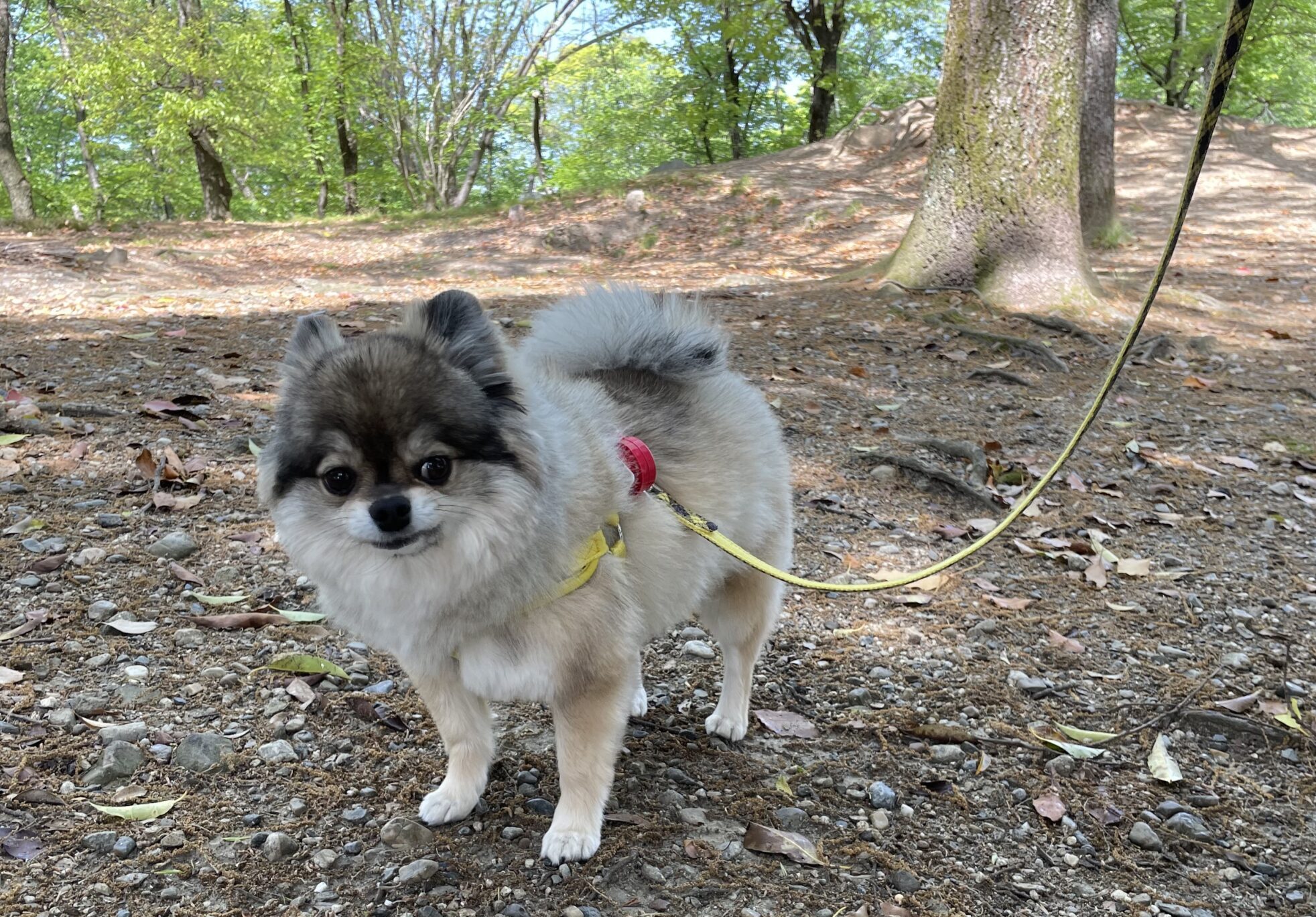 公園を散歩するポメチワの小型犬