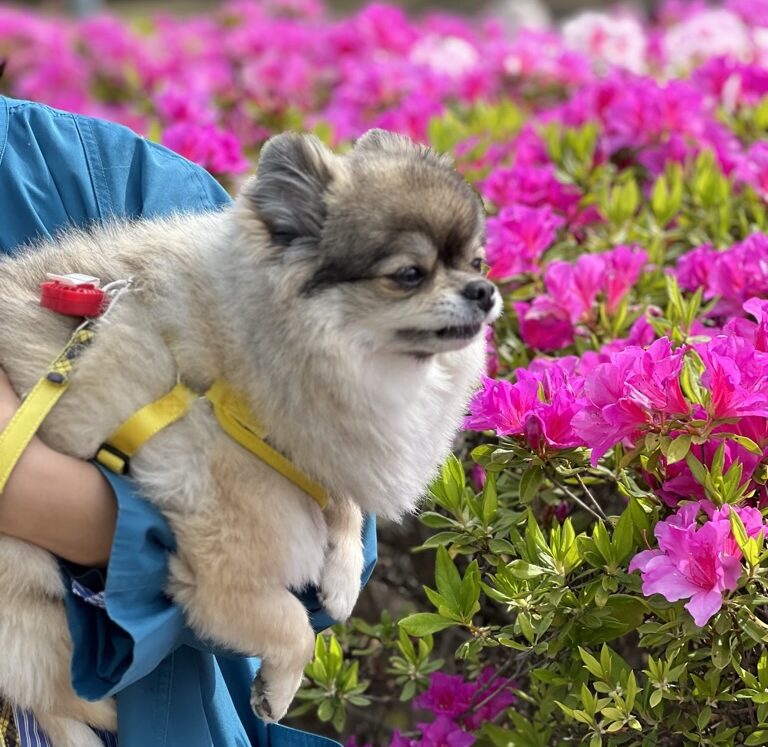 さつきをバックに抱っこされるポメチワの小型犬