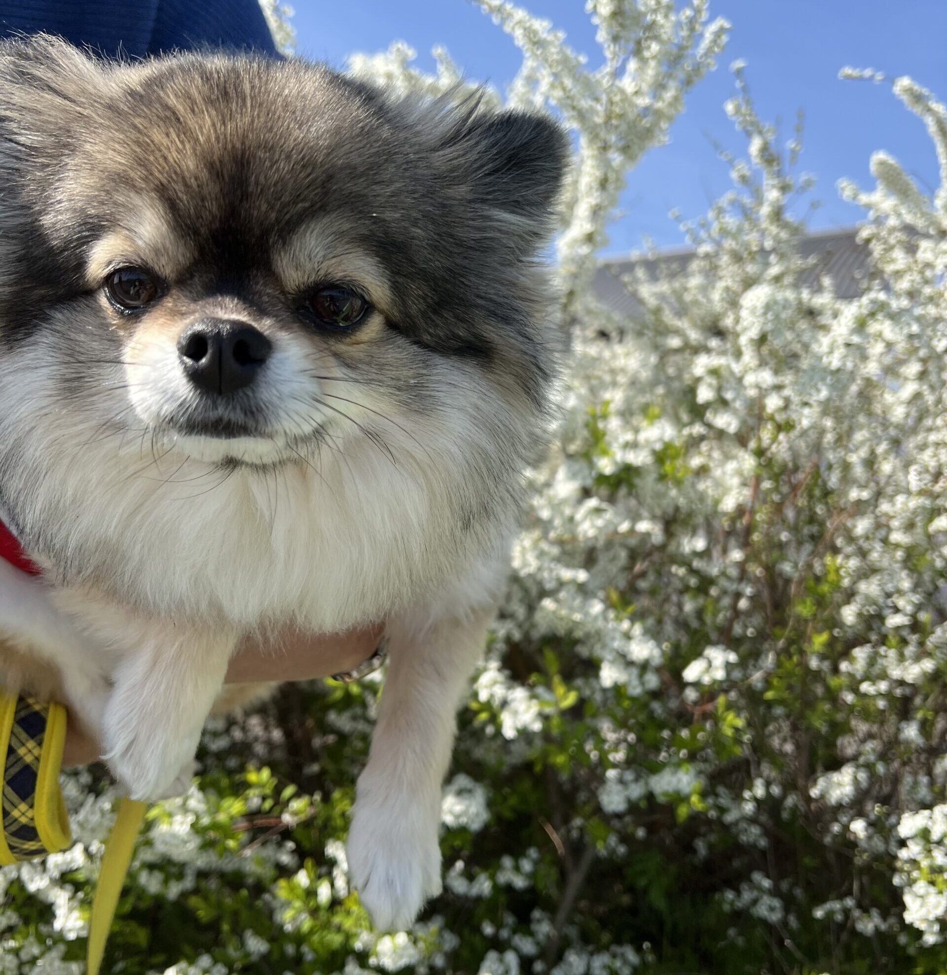 河川敷で散歩するポメチワの小型犬