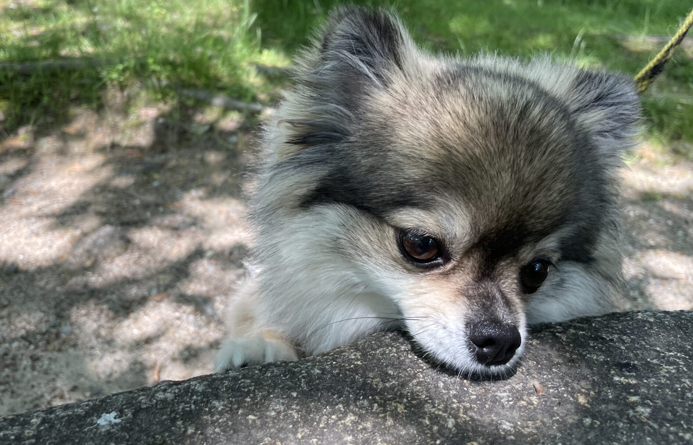 石の上に顔をのせて休憩するポメチワの小型犬