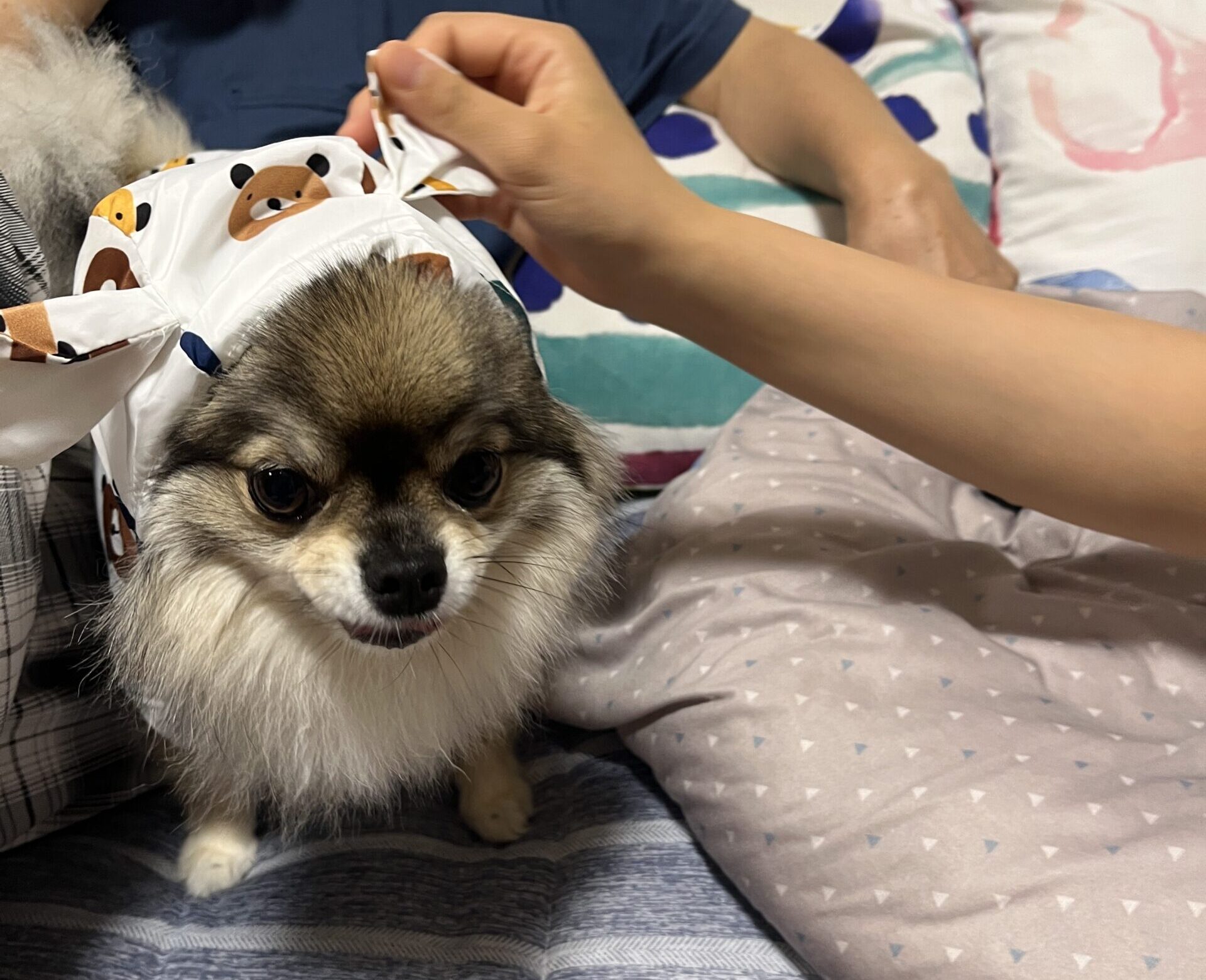 雨の日にカッパを着るポメチワの小型犬