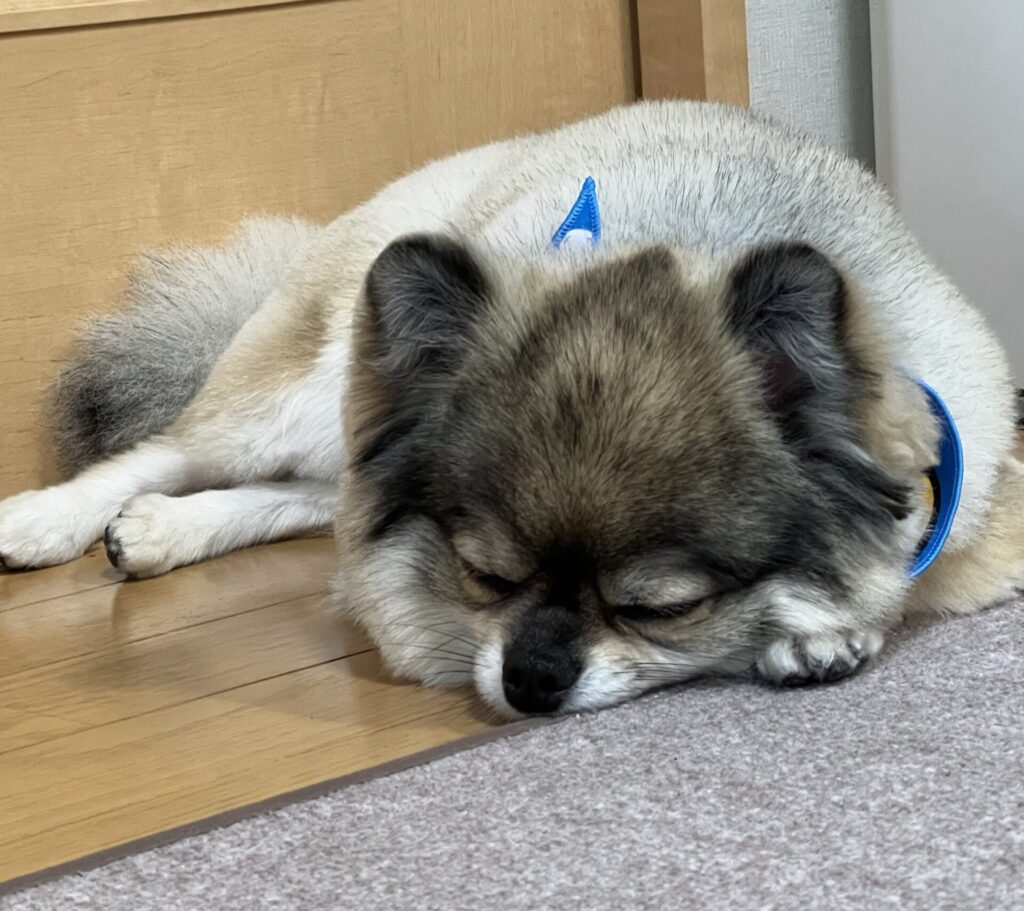 ちょっと休憩中のポメチワの小型犬